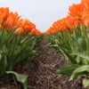Tulipes "Orange Emperor" – 15 bulbes à fleurs – Taille 12+ - GREEN OASIS - SHOP