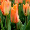 Tulipes 
