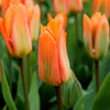 Tulipes 