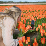 Tulipes "Orange Emperor" – 15 bulbes à fleurs – Taille 12+.