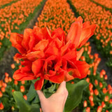 Tulipes "Orange Emperor" – 15 bulbes à fleurs – Taille 12+.