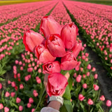 Tulipes Pink Impression – 15 bulbes à fleurs – Taille 12+.