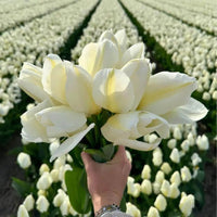 Tulipes Purissima – 15 bulbes à fleurs – Taille 12+ - GREEN OASIS - SHOP