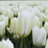 Tulipes Purissima – 15 bulbes à fleurs – Taille 12+ - GREEN OASIS - SHOP