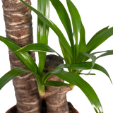Yucca Elephantipes - Ø17cm - ↕85cm Everspring