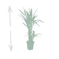 Yucca Elephantipes - Ø17cm - ↕85cm Everspring