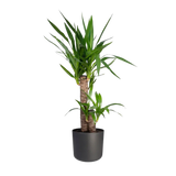 Yucca Elephantipes - Ø17cm - ↕85cm Everspring