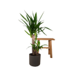 Yucca Elephantipes - Ø17cm - ↕85cm Everspring