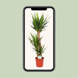 Yucca Elephantipes - Ø24cm - ↕125cm Everspring