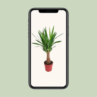 Yucca « Maya Tree »  - Ø19 cm - ↕80 cm Everspring