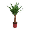 Yucca « Maya Tree » - Ø21 cm - ↕100 cm - GREEN OASIS - SHOP Plantes vertes originales livrées à votre domicile