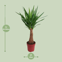 Yucca « Maya Tree » - Ø21 cm - ↕100 cm - GREEN OASIS - SHOP Plantes vertes originales livrées à votre domicile