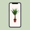Yucca « Maya Tree » - Ø21 cm - ↕100 cm - GREEN OASIS - SHOP Plantes vertes originales livrées à votre domicile