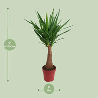 Yucca « Maya Tree » - Ø21 cm - ↕100 cm - GREEN OASIS - SHOP Plantes vertes originales livrées à votre domicile