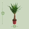 Yucca « Maya Tree » - Ø21 cm - ↕100 cm - GREEN OASIS - SHOP Plantes vertes originales livrées à votre domicile
