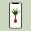 Yucca « Maya Tree » - Ø21 cm - ↕100 cm - GREEN OASIS - SHOP Plantes vertes originales livrées à votre domicile