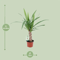 Yucca - Ø12cm - ↕50cm Everspring