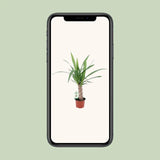 Yucca - Ø12cm - ↕50cm Everspring