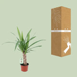 Yucca - Ø12cm - ↕50cm Everspring