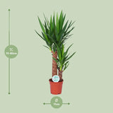 Yucca - Ø17cm - ↕80cm Everspring