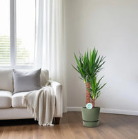 Yucca - Ø17cm - ↕80cm Everspring