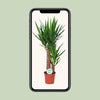 Yucca - Ø17cm - ↕80cm Everspring