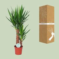 Yucca - Ø17cm - ↕80cm Everspring