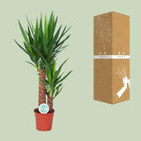 Yucca - Ø17cm - ↕80cm Everspring