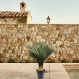 Yucca Rostrata - 100 - 120 cm - Ø40 - GREEN OASIS - SHOP