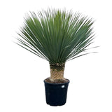 Yucca Rostrata - 140 cm - Ø45 - GREEN OASIS - SHOP
