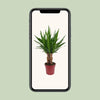 Yucca "Tres Cañas" 30 tige P19 - Ø19cm - ↕70cm - GREEN OASIS - SHOP Plantes vertes originales livrées à votre domicile