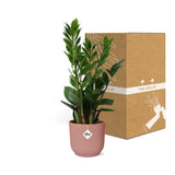 Zamioculcas – Hauteur 45-50 cm + pot ELHO Vibes Fold 14 cm rose Everspring
