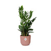Zamioculcas – Hauteur 45-50 cm + pot ELHO Vibes Fold 14 cm rose Everspring