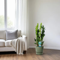 Zamioculcas Zamiifolia - Ø17cm - ↕65cm - GREEN OASIS - SHOP