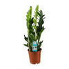 Zamioculcas Zamiifolia - Ø17cm - ↕65cm - GREEN OASIS - SHOP