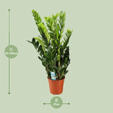 Zamioculcas Zamiifolia - Ø21cm - ↕95cm - GREEN OASIS - SHOP Plantes vertes originales livrées à votre domicile